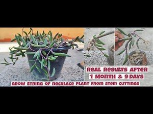 How to grow Ruby Necklace Plant from stem cuttings | Propagation of Othonna capensis