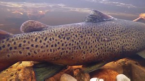 A large male 'ferox' trout courts what we believe to be a smaller, partially spent female (despite it having a rather pointy nose). These monsters spend most of their lives in the depths of deep glacial lochs. They move into small burns to spawn, something that is rarely seen. Great to have captured this on camera - but would have been even better to capture the spawning activity which subsequently occurred just off camera :) | Ness District Salmon Fishery Board