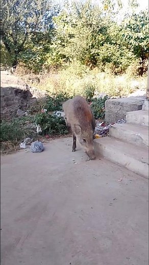 Wild boar Hunting #youtube