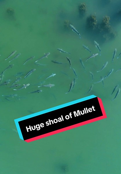 #mullet #lurefishing #theseabasshunteruk #bassfishing #seabass #mulletonfly
