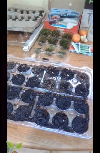 1.7K views · 30 reactions | Here's a great way I repurpose cupcake containers to start my seedlings indoors. They are pretty convenient and they hold up to the test of time as well. #wecantgrowunlessweallgrow | Growing With Cadi | Facebook
