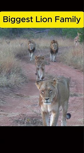 Biggest Lion Family In Serengeti National Park, Tanzania #wildlife#subscribe #shorts
