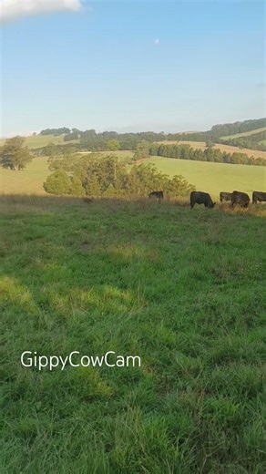 Happy calves grazing in their new paddock (GN1)