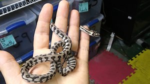 15 reactions | Here is the only coastal Jag carpet python that we produced this year looks pretty sweet | D&E Reptiles | Facebook
