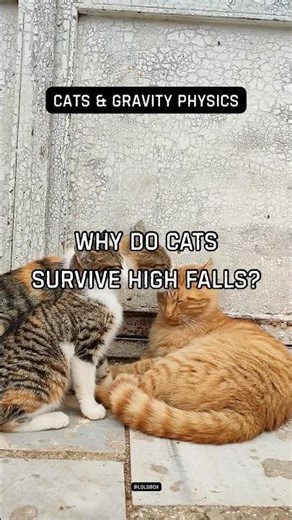 Why do cats survive high falls? They reach terminal velocity faster than humans.