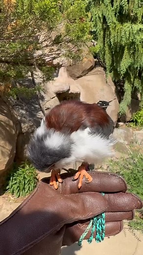 Cincinnati Zoo on Instagram: "Happy 12th Birthday Tanzi! Tanzi the African pygmy falcon. As the smallest raptor in Africa—adults are about the length of a pencil—this bird is a fearless hunter and courageous nest defender. Pygmy falcons inhabit about a quarter of all weaver nests; it is one of the few “obligate nest pirate” species."