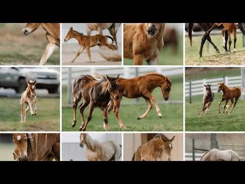 Foal Watch LIVE Cam 01.25.2026