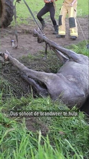 Paard belandt in sloot: brandweer schiet te hulp | #shorts