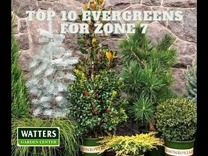 Top 10 Evergreens for Zone 7