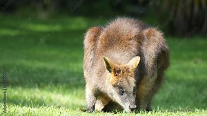 Front Portrait Of An Adult Wallaby Grazing On Grass. closeup