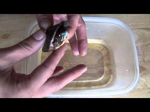 Pet Turtles - How To Handle & Tame
