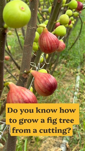 Do you know how to grow a fig tree from a cutting?