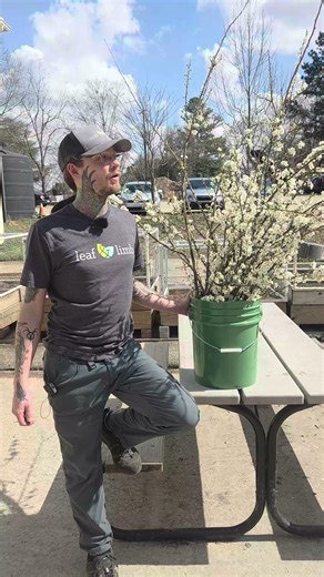 What trees are in bloom in your yard?