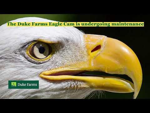 Duke Farms Eagle Cam