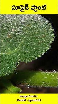 సూసైడ్ ప్లాంట్ - Deadly Suicide Plant: The Painful Truth of Dendrocnide Moroides