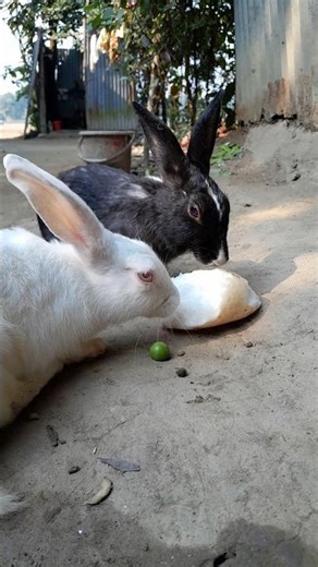 ​"A cute white albino rabbit with red eyes sitting on soil in a natural outdoor setting."