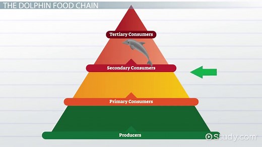 Dolphin Food Chain: Lesson for Kids