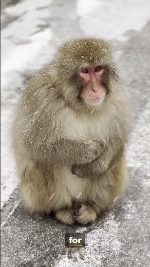 Meet the Snow Monkey: One of Nature's Greatest Wonders | 4K