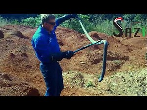 Monster Black Necked Spitting Cobra (Naja nigricollis)