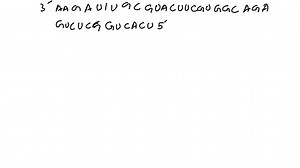 SOLVED:Use the key provided below to determine the amino acid sequence of the polypeptide produced from the following DNA sequence. Intron sequences are highlighted. Note: Not all amino acids in the key will be used. 5^' TTCTAAACGCATGAAGCACCGICTCAGAGCCAGIGA 3^' 3^' AAGATTTGCGTACTTCGTGGCAGAGTCTCGGTCACT 5^' →Direction of DNA unwinding      Asn =AAUCys=TCGGly=CAG I lis =CAUL y s=AAG         Met=AUGPhe=UUCSer=AGCTyr=UACVal=GUC ; GUA 