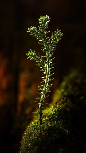 Daniel Aucoin on Instagram: "Three different apertures, same subject. I kept the lighting setup identical—only the aperture changed. Each final image was focus stacked using 15–30 shots to bring out the depth. Which one do you prefer—f/2.8, f/5.6, or f/11? Let me know why in the comments. Focus stacking software link is in bio. #macro, #macrosetup, #aperturetest, #focusstacking, #naturephotography, #photographytips, #depthoffield, #macroworld, #macrolighting, #creativeprocess"