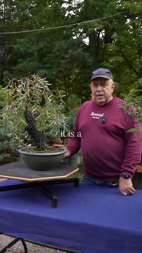 How a weeping willow bonsai truly forms By bonsai artist @davideasterbrookbonsai #weepingwillow #bonsai #bonsaisociety #bonsaistyle | Bonsai Society