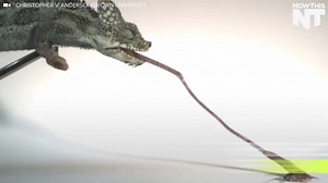 Watch A Chameleon Eat In Super Slow-Motion