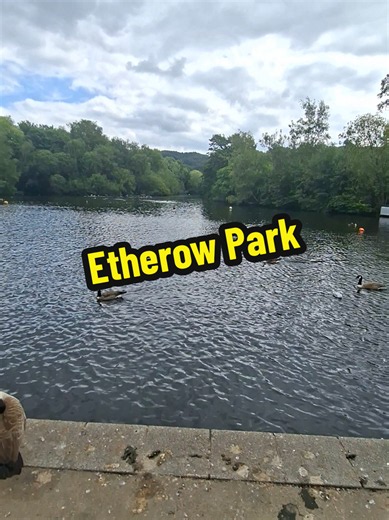 We have some amazing places in our home town of Stockport 🤩 Got loads to do but this place has a special place for me, used to come here alot when was younger and just walk around the lake and clear me thoughts #stockport #park #lake #mentalhealth
