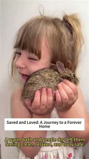 Rescue the wild hare