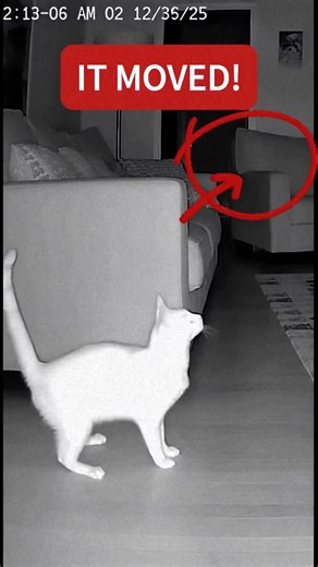 Cat VS Ghost 🙀👻 (Real Footage)
