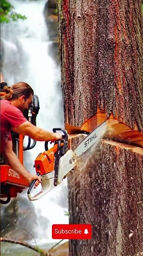 Giant Timber Cutting Using a Super Long Bar Chainsaw! #timbercutting #forestry