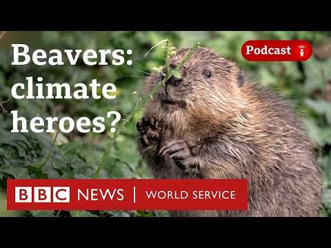Could beavers help us protect the planet? - The Climate Question podcast, BBC World Service