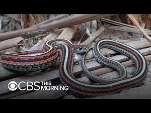 Garter Snakes, an endangered species, find refuge at San Francisco International Airport