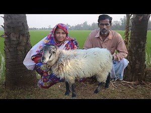 Full Sheep Recipe In Village Style Whole Lamb Cooking | TRADITIONAL SHEEP MEAT CURRY For Orphan Kids