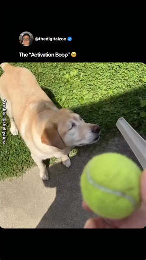 Sri Muniandy on Instagram: "He doesn’t see the room the way you do. But he maps it. Step by step, scent by scent, memory by memory. Blind dogs don’t move through darkness — they move through familiarity. Vision isn’t the only way to understand space. 🎥 Credit: @shellyabro Data Bite Dogs rely heavily on olfaction and spatial memory, allowing many blind dogs to adapt remarkably well to stable environments. Once a layout is learned, they create mental maps using scent trails, air flow, sound refle
