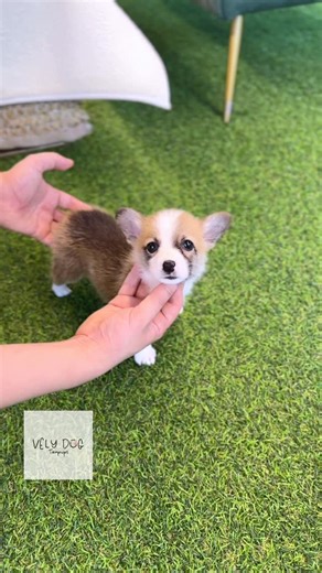 VELYDOG | Premium Teacup Puppies on Instagram: "Mini Welsh Corgi Winston李 Adorable face, perfect markings, short legs, long waist Winston might be the only Corgi you’ll fall for殺 Want more info? Message us on DM or WhatsApp @velydog . . #welshcorgi #welshcorgipuppy #corgipuppies #welshcorgiworld #tinypuppy #puppyreels #cutereels #corgiworld #corgipuppy #corgilover #corgibaby #corgipup"