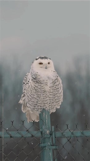 Snowy Owl in the Snow: A Captivating Wildlife Moment
