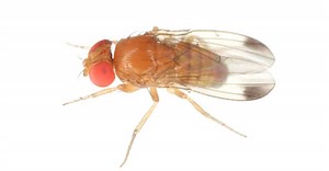 Drain Fly vs Fruit Fly: Key Differences Explained