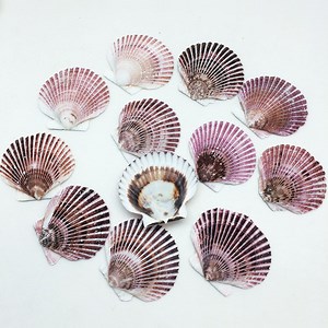 The Best Scallop Shells for Cooking