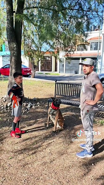 Entrenamiento de Perros Malinois: Estrategias Efectivas