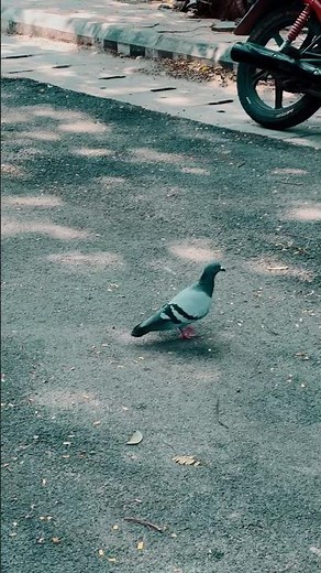 ✨ Beautiful Pigeon Walking Gracefully | Peaceful Bird Video 🕊️