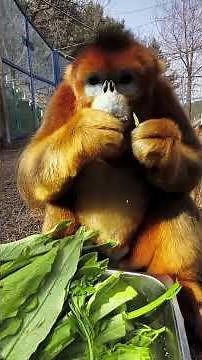 Beautiful Life of Golden Monkey 117