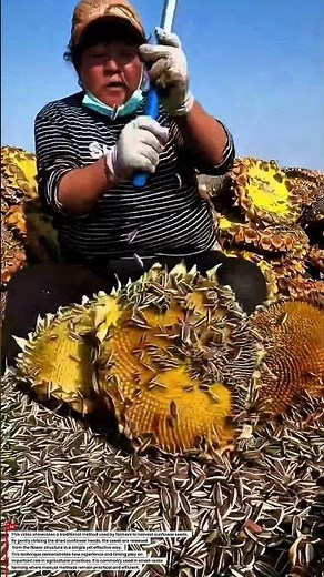 Traditional Sunflower Seed Harvesting Technique | How Farmers Extract Seeds Efficiently #harvest