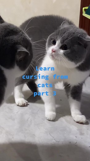 Cat Cursing Compilation: Funny Moments with Swearing Cats
