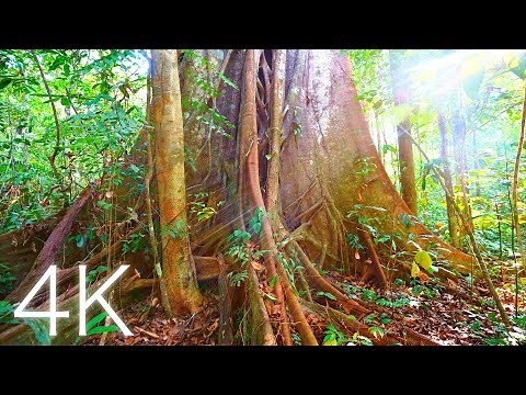 The Amazon Rainforest - 4K Nature Timelapse