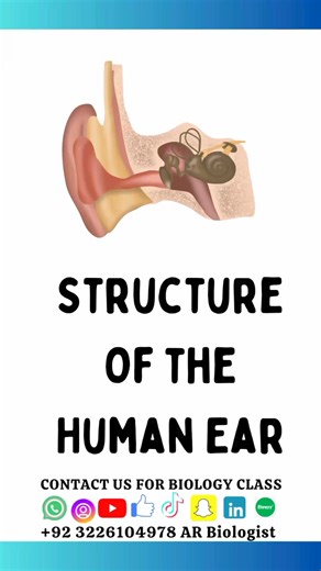 2.8K views · 34 reactions | Structure of human ear . Everyone . #biologybard #arbiologist #mdcat2024 #humanear #sound #eardisease #FutureDoctors #doctors #fbreelsvideo #viralpost24 #fbreelsfypシ゚viral #fbreelsfypシ゚viralシ #viralreelsfb #viralfbreels #reelsvideoシ | AR Biologist | Facebook