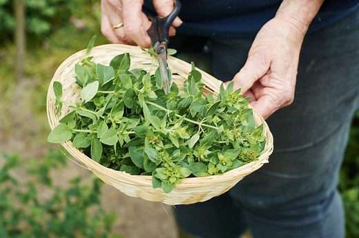 How to Trim Your Herbs — and Why You Need To