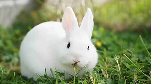 This is How You Feed Your Dwarf Rabbit Properly