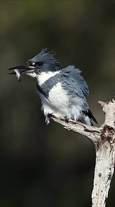 A belted kingfisher with a fish | Harry Collins Photography