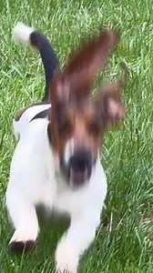 He's going to take flight ✈️🐶 | Furry Tails